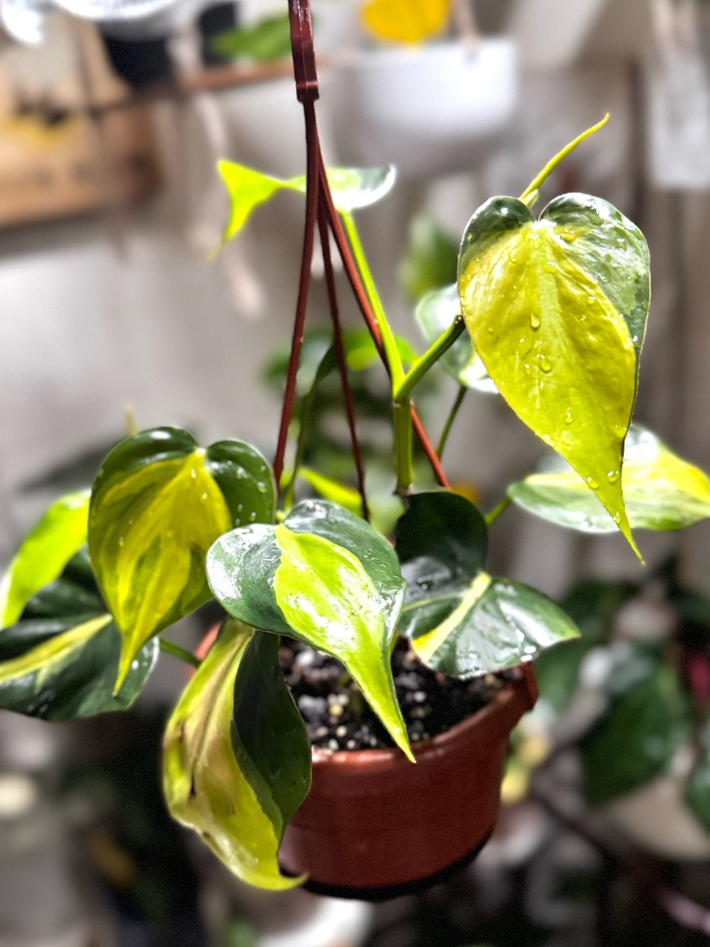 Heart-leaf Philodendron Brazil Hanging Plant - Green & Yellow